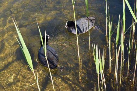 Duck is having a lovely day in the lake in Laax in Switzerland 8.5.2020の写真素材