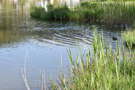 Duck is having a lovely day in the lake in Laax in Switzerland 8.5.2020の写真素材