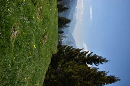 Spring feelings in the lovely nature at Flumserberg in Switzerland 17.5.2020の写真素材