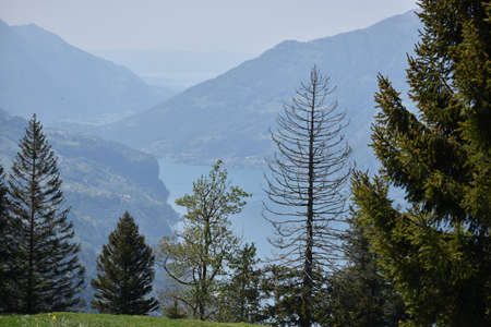 Spring feelings in the lovely nature at Flumserberg in Switzerland 17.5.2020の写真素材