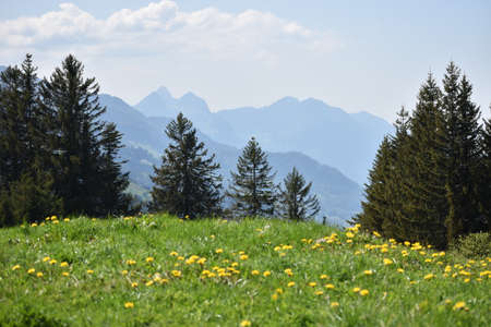 Spring feelings in the lovely nature at Flumserberg in Switzerland 17.5.2020の写真素材