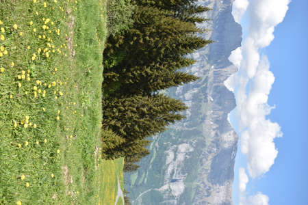 Spring feelings in the lovely nature at Flumserberg in Switzerland 17.5.2020の写真素材