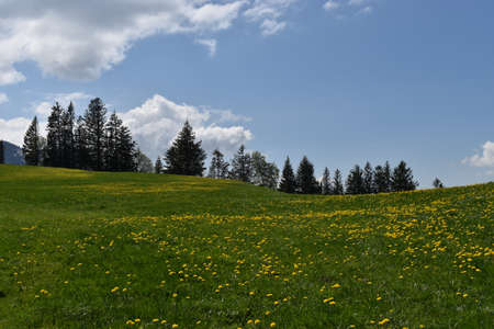 Spring feelings in the lovely nature at Flumserberg in Switzerland 17.5.2020の写真素材