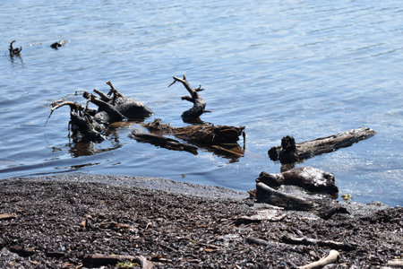 Part of a destroyed tree at the coast of the Sihlsee in Switzerland 18.5.2020の写真素材