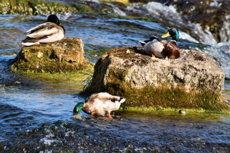 Lovely duck is having a beautiful day at the rhine falls in Switzerland 20.5.2020の写真素材
