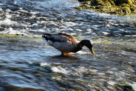 Lovely duck is having a beautiful day at the rhine falls in Switzerland 20.5.2020の写真素材