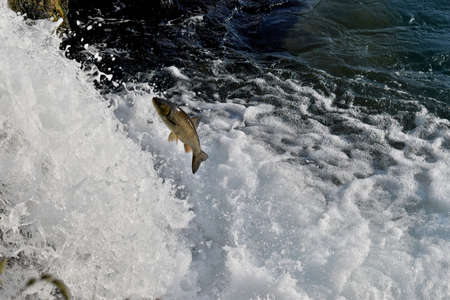 Fish versus waterfall at the rhine falls in Switzerland 20.5.2020の写真素材