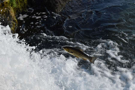 Fish versus waterfall at the rhine falls in Switzerland 20.5.2020の写真素材