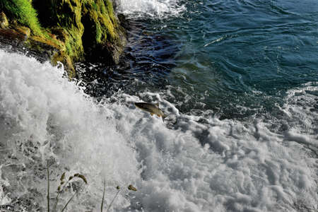 Fish versus waterfall at the rhine falls in Switzerland 20.5.2020の写真素材