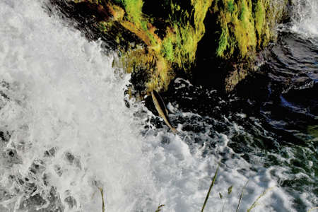 Fish versus waterfall at the rhine falls in Switzerland 20.5.2020の写真素材