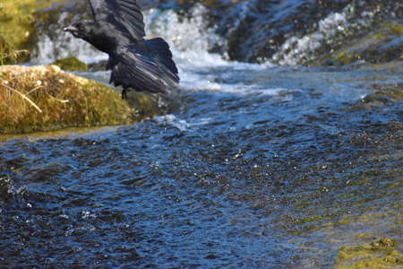 Raven is spending its day at the rhine falls in Switzerland 20.5.2020