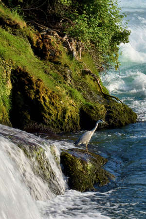 Heron is waiting to catch some fish at the rhine falls in Switzerland 20.5.2020の写真素材