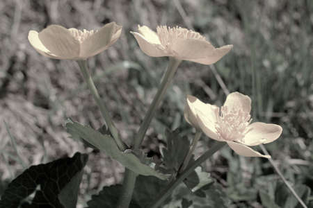 Pretty yellow flower on a meadow at the Oberalppass in Switzerland 21.5.2020の写真素材