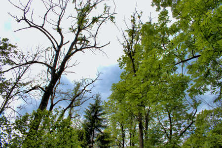Natural countryside at the Weisstannental in Switzerland 28.5.2020
