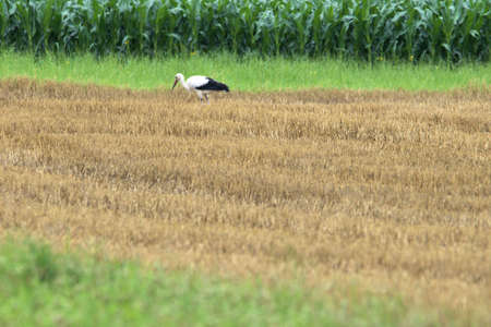 Spotting a Stork on a green field in Ruggell in Liechtenstein 24.7.2020の写真素材