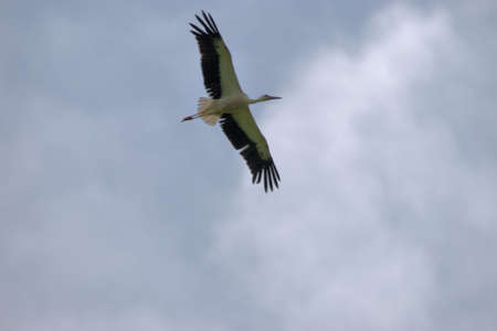 Spotting a flying Stork in the blue sky over Ruggell in Liechtenstein 24.7.2020の写真素材