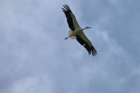 Spotting a flying Stork in the blue sky over Ruggell in Liechtenstein 24.7.2020の写真素材