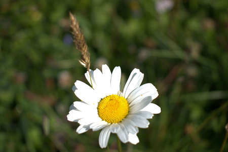 Pretty little daisy flower on a meadow at the Lukmanierpass in Switzerland 30.7.2020の写真素材