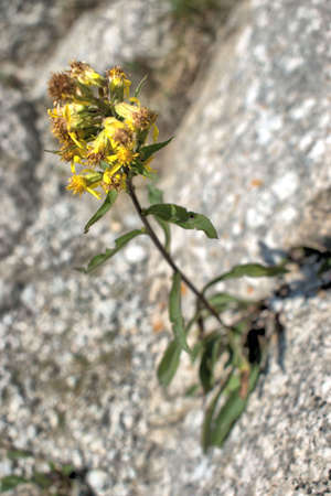 Plant is growing on a stone at the Lukmanierpass in Switzerland 30.7.2020の写真素材