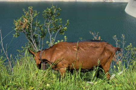 Lovely goat is having a nice day at the Lukmanierpass in Switzerland 30.7.2020の写真素材