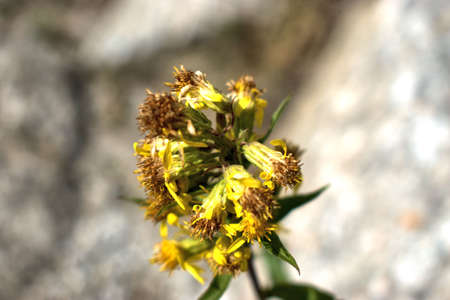 Plant is growing on a stone at the Lukmanierpass in Switzerland 30.7.2020の写真素材