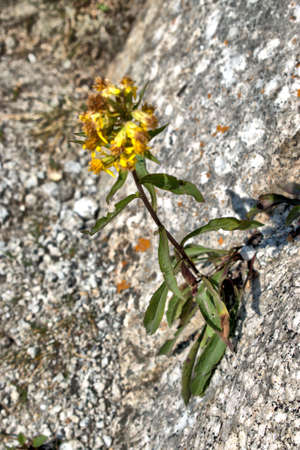 Plant is growing on a stone at the Lukmanierpass in Switzerland 30.7.2020の写真素材