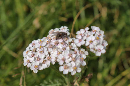 Insect on the blossom of a white plant at the Lukmanierpass in Switzerland 30.7.2020の写真素材