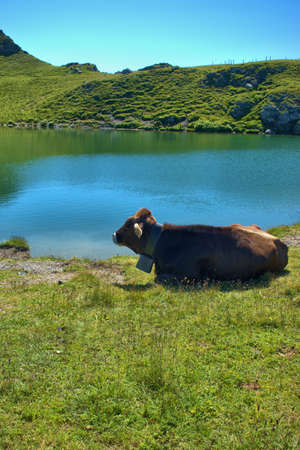 Domesticated cow on an alpine field at the mount Pizol in Switzerland 7.8.2020の写真素材