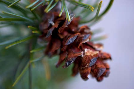 Close up of a pine cone hanging on a fir tree in Vaduz in Liechtenstein 23.9.2020