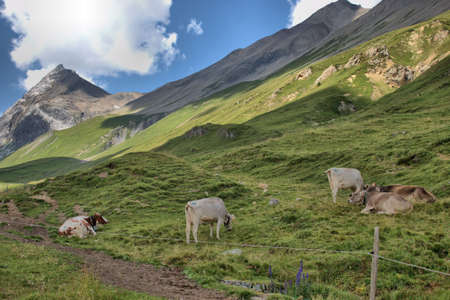 Cows on a flield in the alps at the Albulapass in Switzerland 12.8.2020