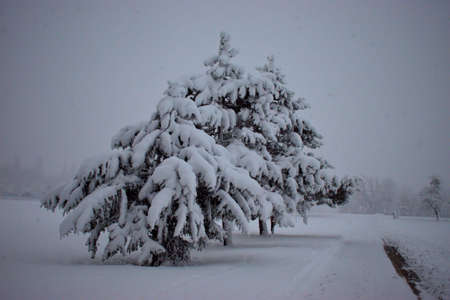 Branches of a tree carrying some fresh fallen snow in Vaduz in Liechtenstein 14.1.2021の写真素材