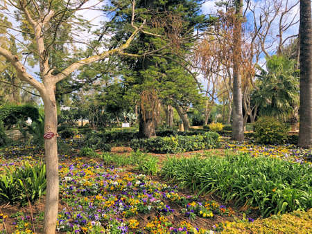 Plantation in the lovely San Anton gardens in Malta 10.3.2020のeditorial素材