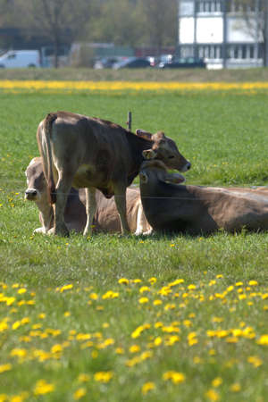 Cow on a green meadow with yellow flowers on a sunny day in Altenrhein in Switzerland 21.4.2021のeditorial素材