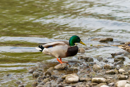 Duck observation at the lake of Constance in Altenrhein in Switzerland 28.4.2021の写真素材