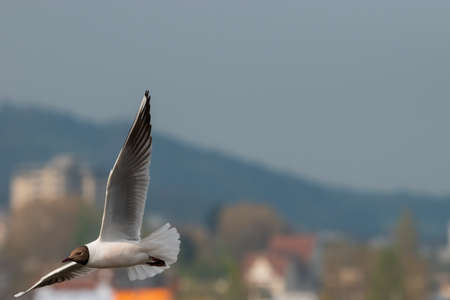 Spotting a seagull in flight at the lake of Constance in Altenrhein in Switzerland 28.4.2021の写真素材