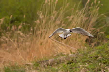 Spotting a seagull in flight at the lake of Constance in Altenrhein in Switzerland 28.4.2021の写真素材