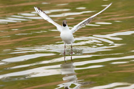 Spotting a seagull in flight at the lake of Constance in Altenrhein in Switzerland 28.4.2021の写真素材