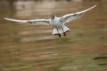 Spotting a seagull in flight at the lake of Constance in Altenrhein in Switzerland 28.4.2021