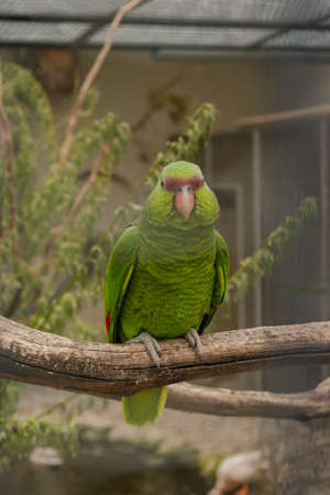 Green parrot in a bird park in Winterthur in Switzerland 11.5.2021のeditorial素材