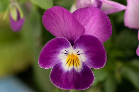Ruggell, Liechtenstein, April 28, 2021 Macro of a colorful lila flowerの写真素材