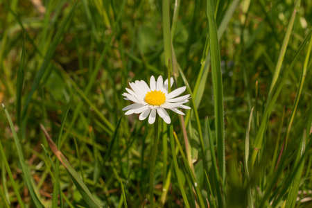 Oberriet Switzerland, April 28, 2021 Lovely daisy flower growing in spring timeの写真素材