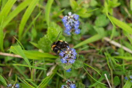 Oberriet Switzerland, April 28, 2021 Bumble bee is sitting on the blossom of a blue flowerの写真素材