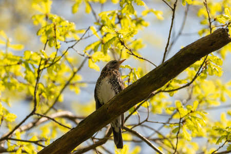Oberriet Switzerland, April 28, 2021 Bird is sitting on a branch in a forestの写真素材