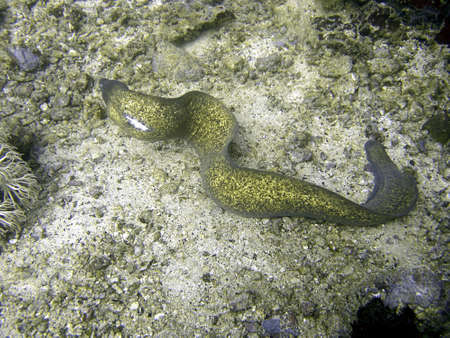 Slender Moray (Gymnothorax Thyrsoideus) on the ground in the filipino sea 27.2.2017