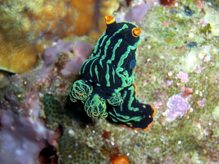 Variable Neon Slug (Nembrotha Kubaryana) on the ground in the filipino sea 27.1.2015の写真素材
