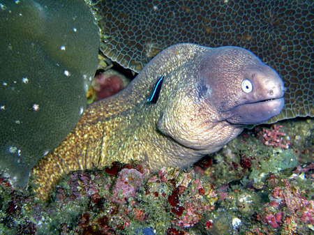 White eyed Moray (Gymnothorax Thyrsoideus) on the ground in the filipino sea 8.2.2015