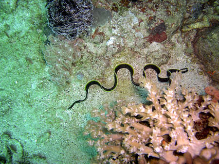Ribbon Eel (Rhinomuraena Quaesita) on the ground in the filipino sea 7.2.2015