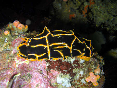 Black and yellow Nudibranch or Sea Slug (Reticulidi Halgerda) on the ground in the filipino sea...