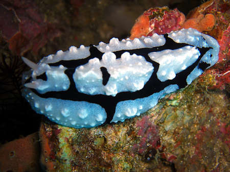 Nudibranch or Sea Slug (Phyllidia Varicosa) on the ground in the filipino sea 20.12.2013の写真素材
