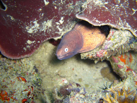 White eyed Moray Eel (Siderea Thyrsoidea) is protruding from below a rock in the filipino sea...